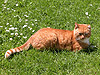 Ginger on the lawn