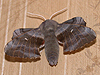 Monster moth