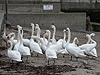 Swans in the harbour