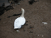 Swans in the harbour